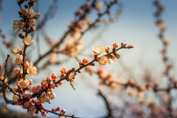 Beautiful floral spring abstract background of nature. Branches of blossoming apricot macro with soft focus on gentle light blue sky or tree background. For easter and spring greeting cards.