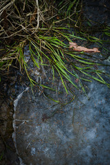 grass in the ice 
