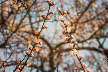 Beautiful floral spring abstract background of nature. Branches of blossoming apricot macro with soft focus on gentle light blue sky or tree background. For easter and spring greeting cards.