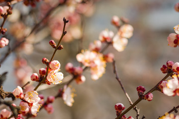 Beautiful floral spring abstract background of nature. Branches of blossoming apricot macro with soft focus on gentle light blue sky or tree background. For easter and spring greeting cards.