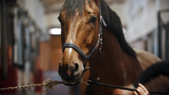 Riding a horse - young woman is combing her nite horse in the stall