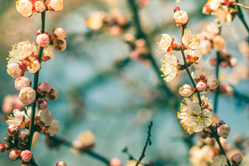 Beautiful floral spring abstract background of nature. Branches of blossoming apricot macro with soft focus on gentle light blue sky or tree background. For easter and spring greeting cards.