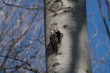 Pileated Woodpecker