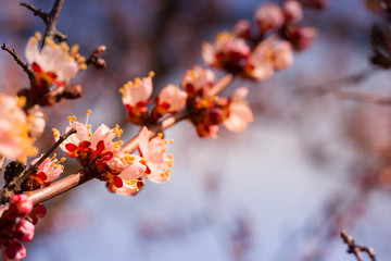 Beautiful floral spring abstract background of nature. Branches of blossoming apricot macro with soft focus on gentle light blue sky or tree background. For easter and spring greeting cards.
