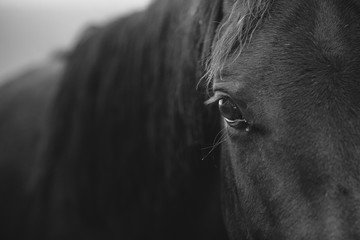 Detail of the horse's eye with eyelashes looking straight to the camera in black and white