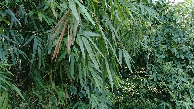 close up green bamboo leaves in the nature