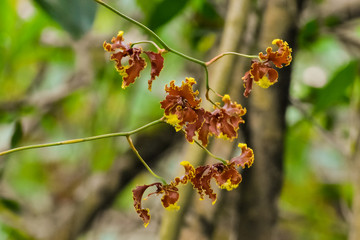  Inflorescence of epiphytic orchid. Cluster of orchid flowers, with brown and yellow flowers with defocused forest background.