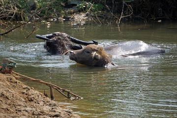 water buffalo in a puddle