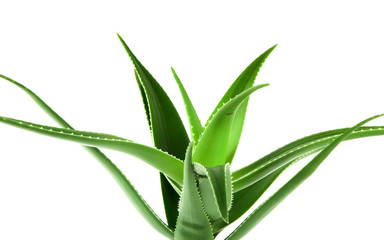 Aloe vera plant isolated on white background. Aloe vera is a succulent plant species of the genus Aloe. It is cultivated for agricultural and medicinal uses