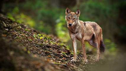 Alert Eurasian wolf, canis lupus, facing camera in summer forest from front view with copy space....