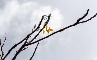 new life on kohomba tree