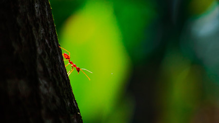 red ant on branch in nature green background, Life cycle