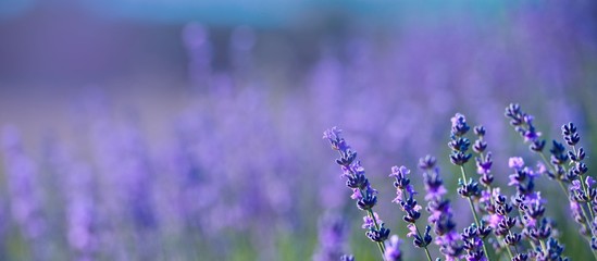 Banner. Lavender Field in the summer. Aromatherapy. Nature Cosmetics.