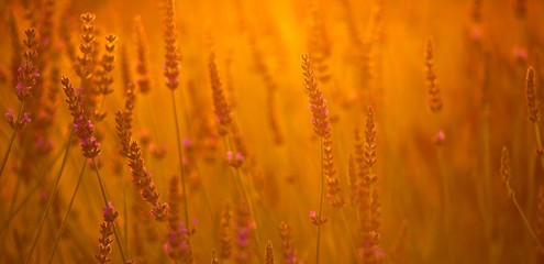 Banner. Lavender flowers - Sunset over a summer purple lavender field.