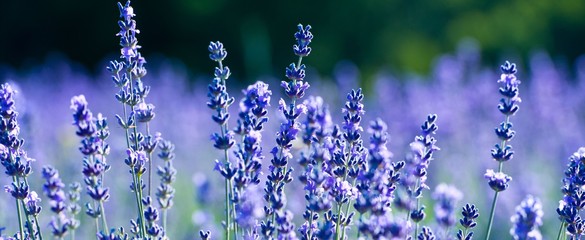 Banner. Lavender Field in the summer. Aromatherapy. Nature Cosmetics.