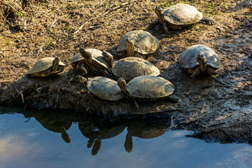 Fototapeta na wymiar turtles basking in the sun