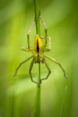 Micrommata virescens, pequeña araña verde y amarilla