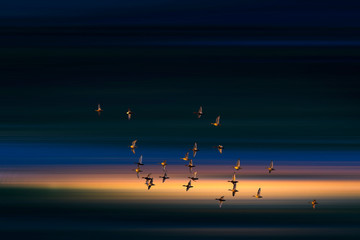 Flying birds. Sunset nature background.