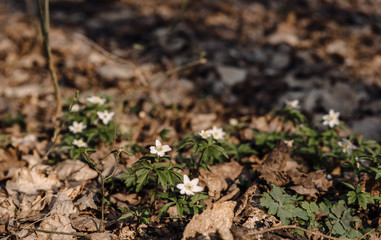 young plants growing in the garden