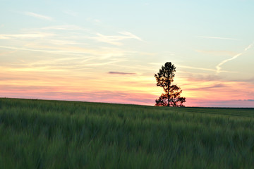 Fototapeta premium Baum bei Sonnenuntergang