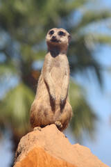 A cute meerkat or suricate looking straight ahead with a palm tree background. Part of the the mongoose family they are carnivores.