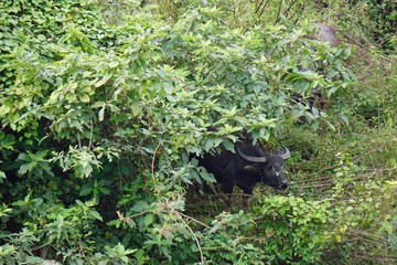 water buffalo at the river bank