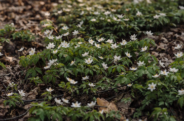 young plants in the garden