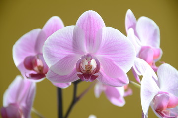Fototapeta na wymiar White and pink orchid. Madrid - Spain.