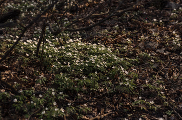 young plants in the garden