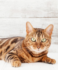 Bengal cat sitting on white wooden floor