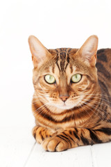 Bengal cat sitting on white wooden floor