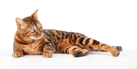 Bengal cat lying on white wooden floor