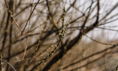 branch of a tree in winter