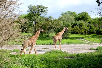 Naklejka na ściany i meble slim giraffe couple walking peacefully in a rainforest in the Fathala Wildlife Reserve in Senegal, Africa