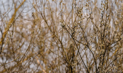 branches of a tree