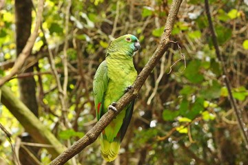 Beautiful Portrait of a Yellow-Naped Amazon