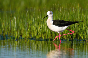 Elegant black-winged stilt, himantopus himantopus walking in wetland environment at sunrise. Stylish animal with long beak and pink legs wading in water from side view.