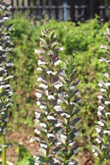 Bear's breech flowers growing in a garden. Acanthus mollis