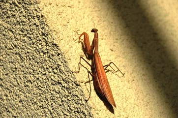large insect - brown mantis on the biege wall 