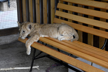 A little lion cub with sad eyes lies on a wooden staircase and looks with a sad look on the floor.