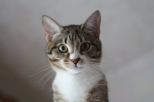 The cat peeks out from above on a neutral gray background. A simple domestic cat looks down on you. Photo of a purebred cute cat with surprised eyes. Brown wool with a white collar.