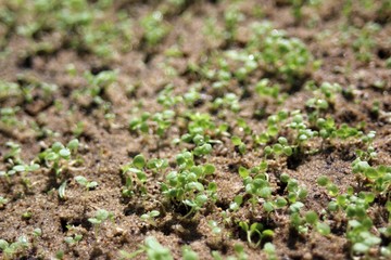 Tobacco seedlings