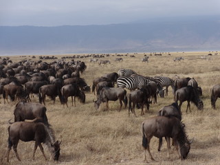 Ngorongoro Krater