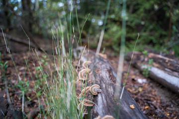 fungus growing on the side of a fallen log in a forest.
