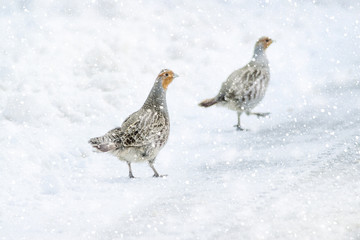 Winter nature and Birds. White nature background. Bird: Grey Partridge. Perdix perdix.