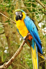 Beautiful Portrait of a Blue Yellow Macaw Parrot