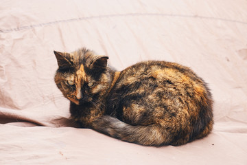 street cat sits on a car cover and watches close up