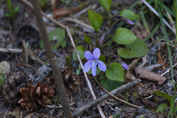 Da staunst Du aber - Veilchen im Frühling