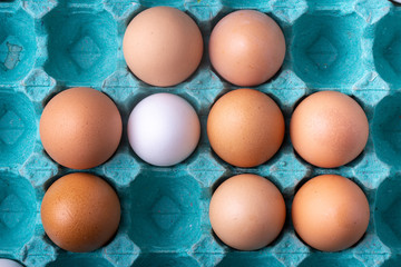 One white chicken egg among other brown shaded eggs and empty spaces in a colourful teal carton box well lit in studio lighting forming a graphic