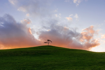 Obraz na płótnie Canvas Irish landscape. Ireland. The lonely tree. Isolated tree on the top of a hill. Cloudscape.